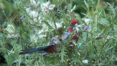 Crimson Rosella eating seeds wide