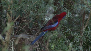 Crimson Rosella perched wide