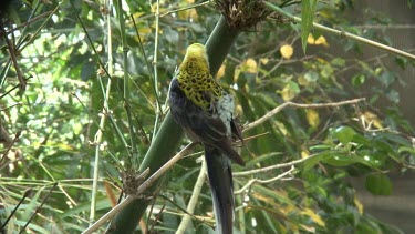 Pale-headed Rosella perched back wide