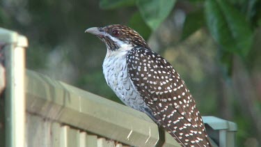 Asian Koel perched female medium