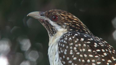 Asian Koel perched female ultra close