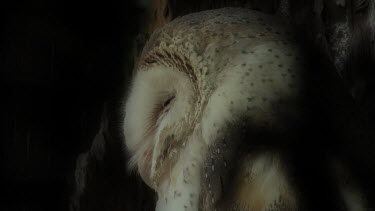 Barn Owl perched night ultra close