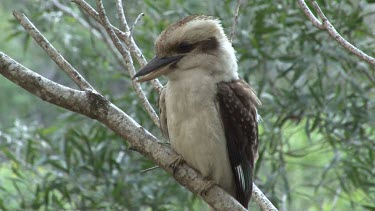 Laughing  Kookaburra  perched medium
