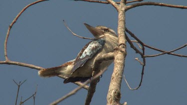 Blue-winged Kookaburra perched wide