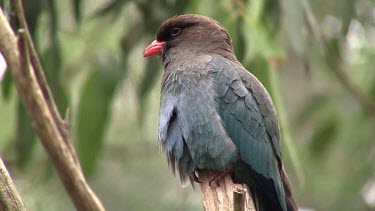 Dollarbird perched close