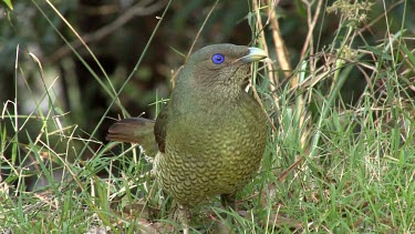 CM0016-BF-0008151 Satin Bowerbird female on ground very close