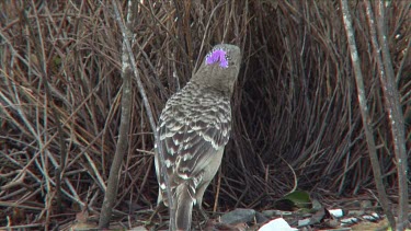 Great Bowerbird displays at bower nest 1 close