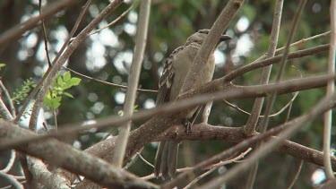 Great Bowerbird perched wide