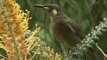 Graceful Honeyeater feeds on Grevillea Calls close