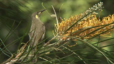 Graceful Honeyeater feeds on Grevillea medium