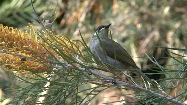 Graceful Honeyeater on Grevillea wide