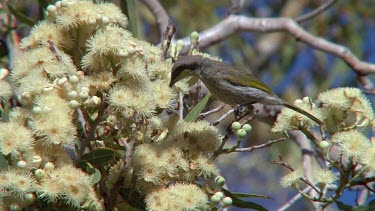 Singing Honeyeater feeding on eucalyptus flowers flees wide