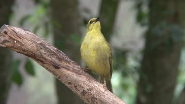 Yellow Honeyeater perched close