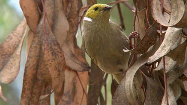 White-plumed Honeyeater perched close