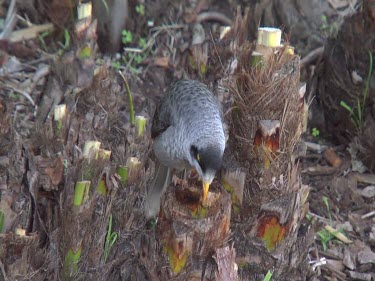 Noisy Miner eating sap wide