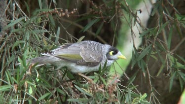 Noisy Miner perched medium