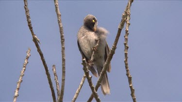 Noisy Miner perched preening medium