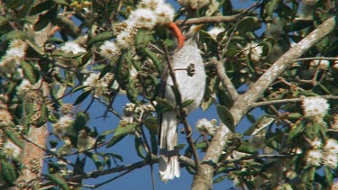 Noisy Miner perched wide