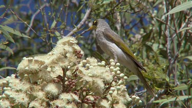 Yellow-throated Miner feeding on eucalyptus flowers 1 wide