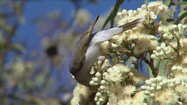 Yellow-throated Miner feeding on  flowers 2 wide