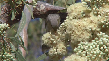 Yellow-throated Miner feeding on eucalyptus flowers medium
