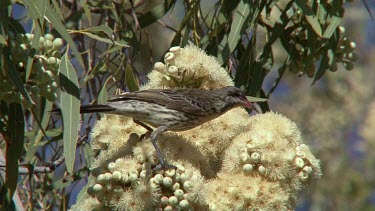 Spiny-cheeked Honeyeater feeding on eucalyptus flowers  wide