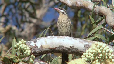 Spiny-cheeked Honeyeater perched on eucalyptus tree close