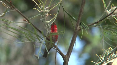 Scarlet Honeyeater perched on Grevillea singing wide