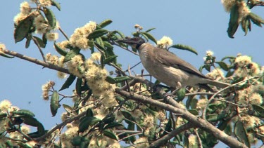 Noisy Friarbird perched on eucalyptus medium