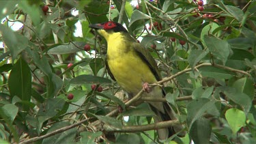 Australasian Figbird perched on fig tree medium