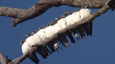 White-breasted Woodswallow flock on in a limb wide