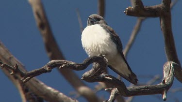 White-breasted Woodswallow perched medium