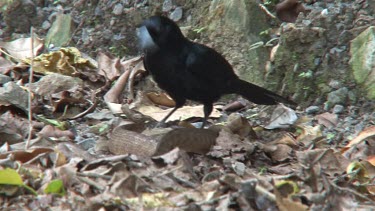 Black Butcherbird killing a snake 1 medium