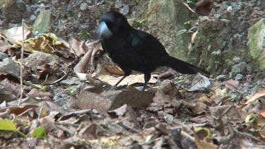 Black Butcherbird killing a snake 2 medium