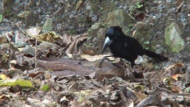 Black Butcherbird killing a snake 3 medium