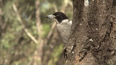 Grey Butcherbird perching medium