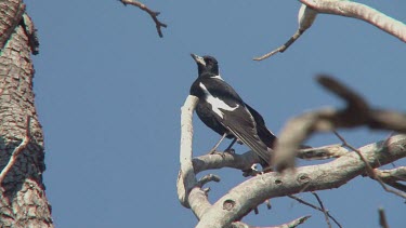Australian Magpie perched wide