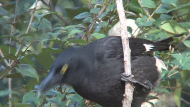 Pied Currawong eating on a limb close