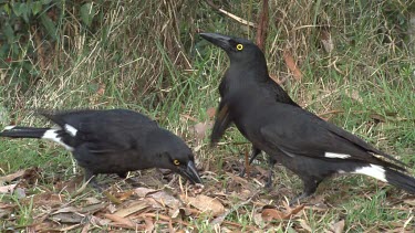 Pied Currawong trio eating on the floor wide
