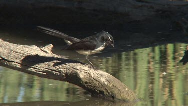 Willie Wagtail on a limb wide
