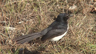 Willie Wagtail on the ground wide