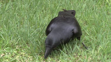 Australian Raven feeding on grass medium