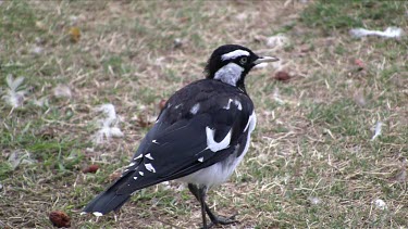 Magpie-Lark eating on grass medium