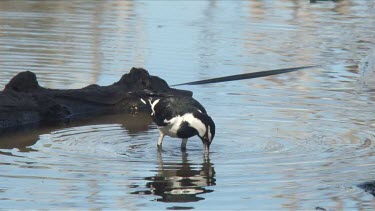 Magpie-Lark on a pond wide