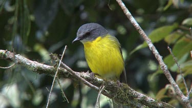 Eastern Yellow Robin perched medium