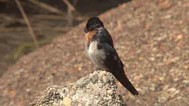 Welcome Swallow perched on rock, preening wide