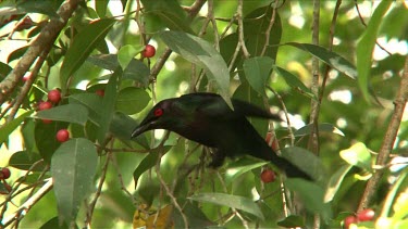 Metallic Starling on fig tree wide