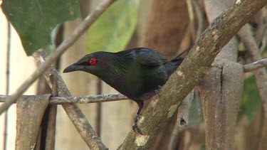 Metallic Starling perched close