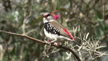Diamond Firetail perched wide