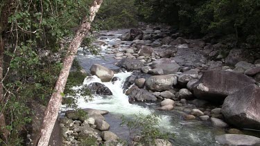 Daintree Forest 2